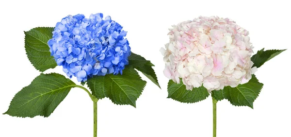 Pěkné Bílé Modré Hortenzie Izolovaných Bílém Pozadí — Stock fotografie