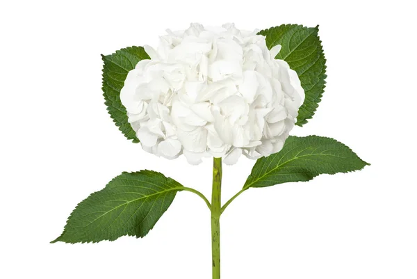 Maravillosa Hortensia Blanca Aislada Sobre Fondo Blanco —  Fotos de Stock