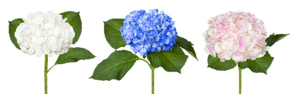 Pěkné Bílé Modré Růžové Hortenzie Izolovaných Bílém Pozadí — Stock fotografie