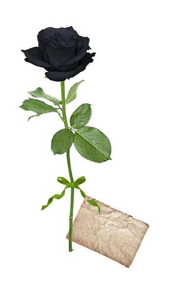 Black rose with label — Stock Photo, Image