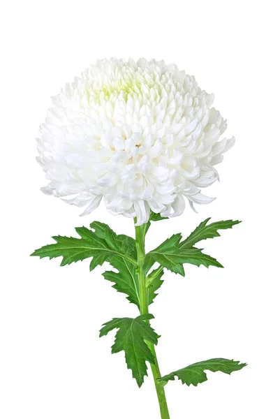 Hermoso Crisantemo Blanco Con Hoja Aislada Sobre Fondo Blanco —  Fotos de Stock