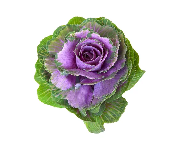 Flor Decorativa Brassica Aislada Sobre Fondo Blanco — Foto de Stock