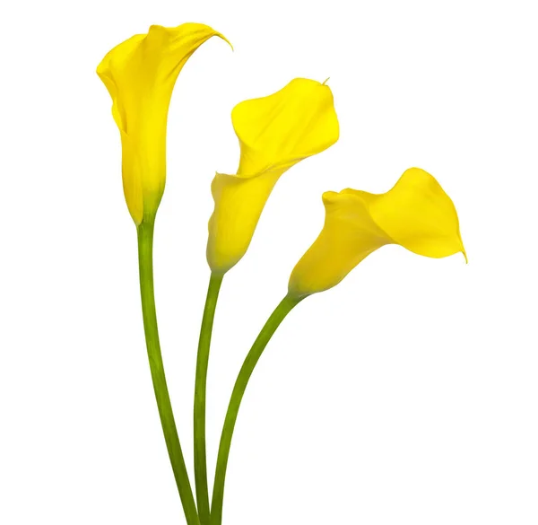 白い背景に分離された美しい黄色の花オランダカイウ — ストック写真