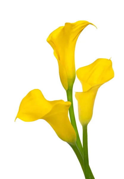 Trio Yellow Calla Palm Branch Isolated White Background Royalty Free Stock Images