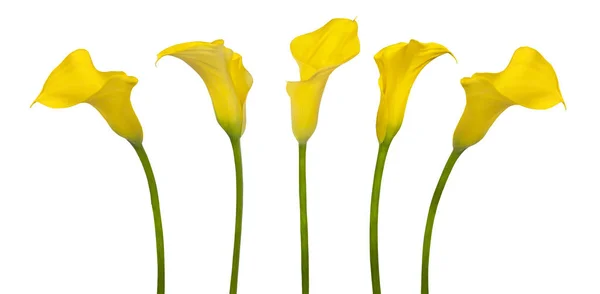 Όμορφο Κίτρινο Calla Απομονωθεί Λευκό Φόντο Εικόνα Αρχείου
