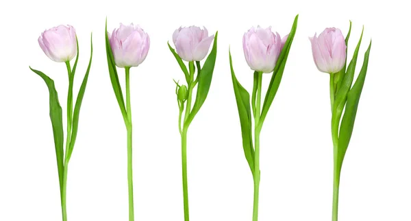 Tender Tulipanes Rosados Aislados Sobre Fondo Blanco — Foto de Stock