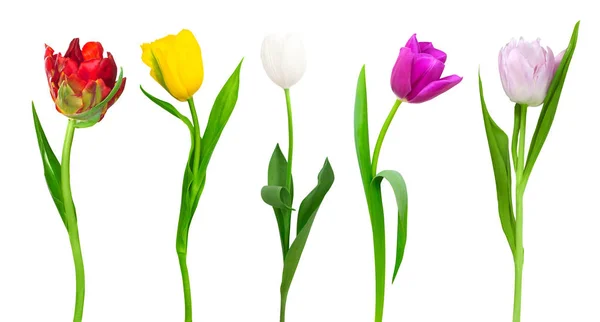 Bonitos tulipanes de colores Fotos De Stock