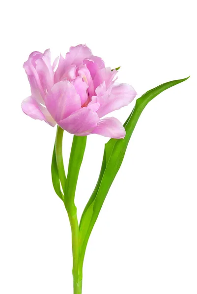 Nádherné fialové Tulipán — Stock fotografie