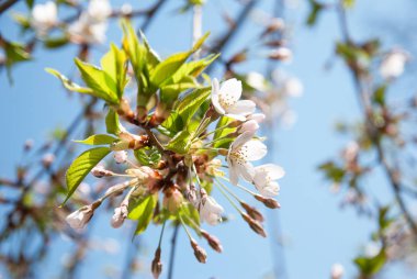 Güzel bahar kiraz dalı