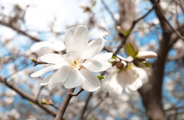 Güzel manolya çiçeği