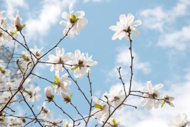 Manolya çiçek açan çiçekler