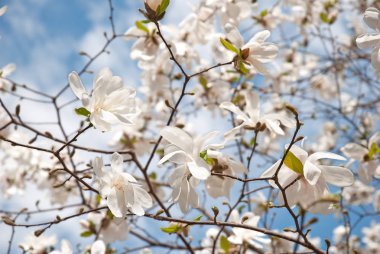 Muhteşem manolya ağacı