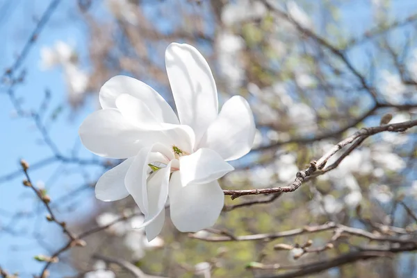 Flor floreciente de magnolia — Foto de Stock