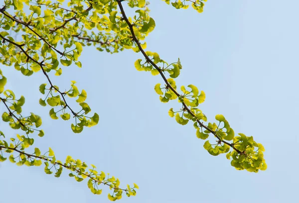 Ginkgo biloba yaprak — Stok fotoğraf