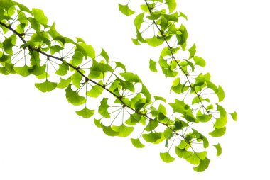 Beyaz arka planda Ginkgo biloba