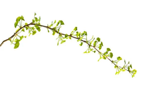 Verse bladeren van Ginkgo biloba geïsoleerd — Stockfoto