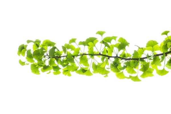 Ginkgo tak geïsoleerd — Stockfoto