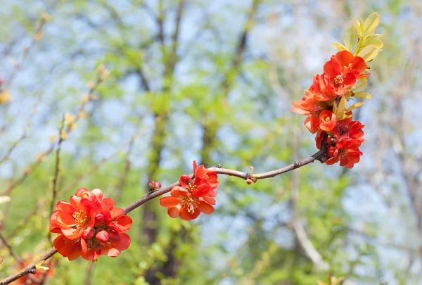 Flores rojas en una rama — Foto de Stock