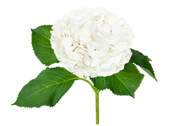 Csodálatos fehér hortenzia Jogdíjmentes Stock Képek