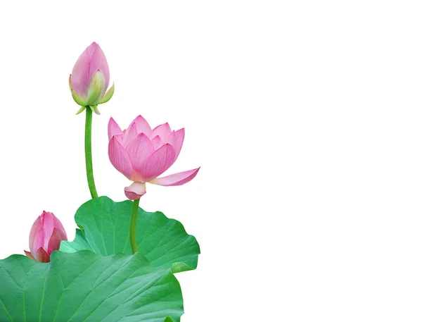 Blooming lotus flowers — Stock Photo, Image