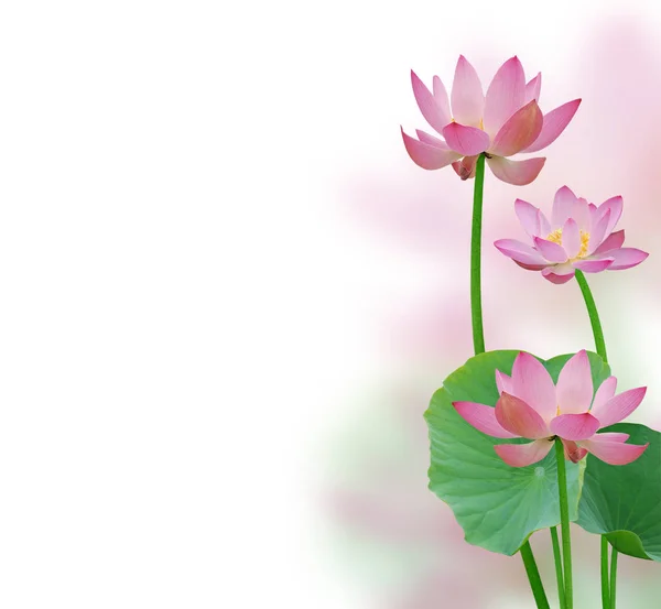 Lotus flowers composition — Stock Photo, Image