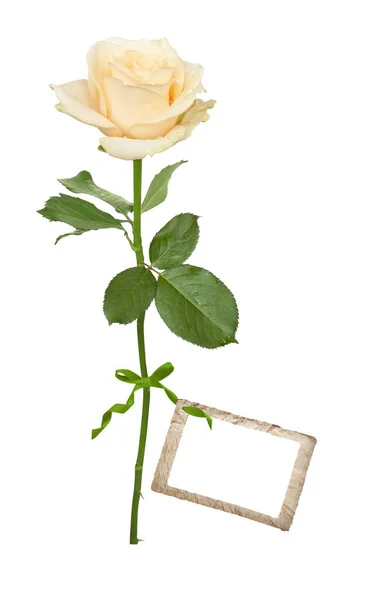Biege rose with label — Stock Photo, Image