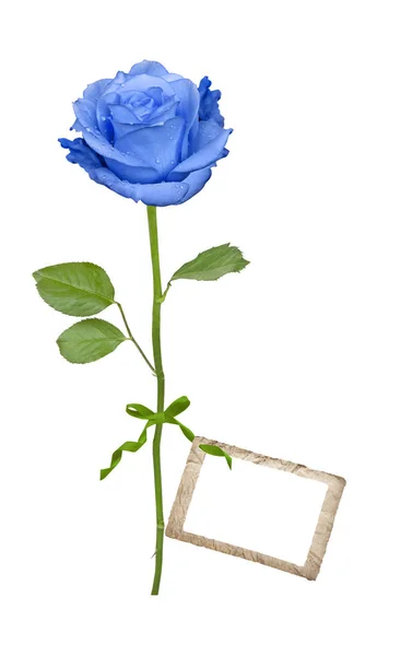 Μπλε τριαντάφυλλο με ετικέτα — Φωτογραφία Αρχείου