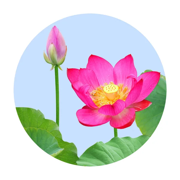 Lotus flower on circle — Stock Photo, Image