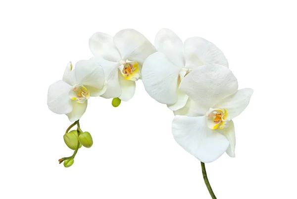 Weiße Orchideenblüten — Stockfoto