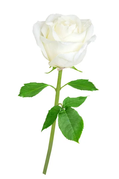 Beautiful white rose isolated — Stock Photo, Image