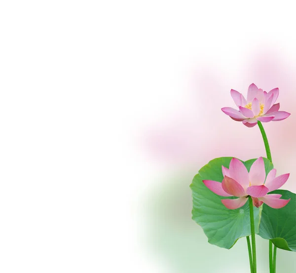Квіти лотоса композиція — стокове фото