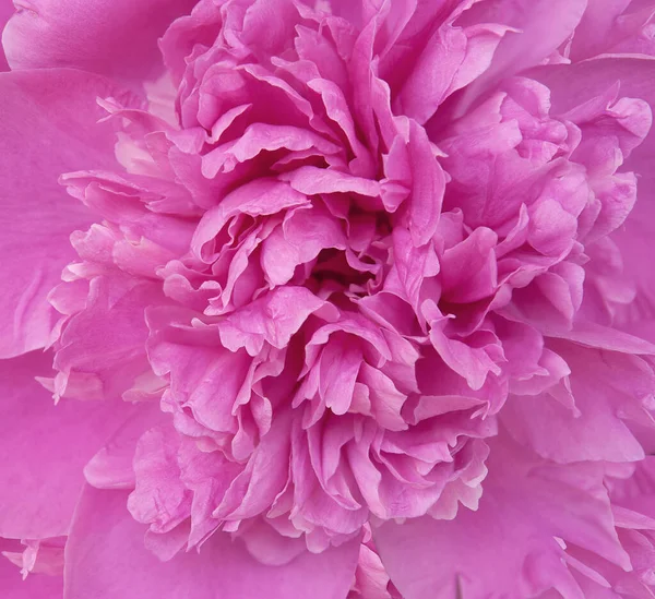 Nice Colorful Background Pink Blooming Peony — Stock Photo, Image