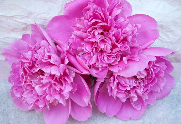 Bright Blooming Pink Peonies Abstract Background — Stock Photo, Image