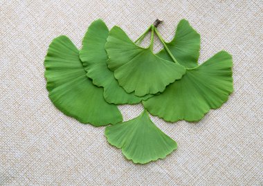 Tuvalin arka planında ginkgo biloba 'nın bahar dalı