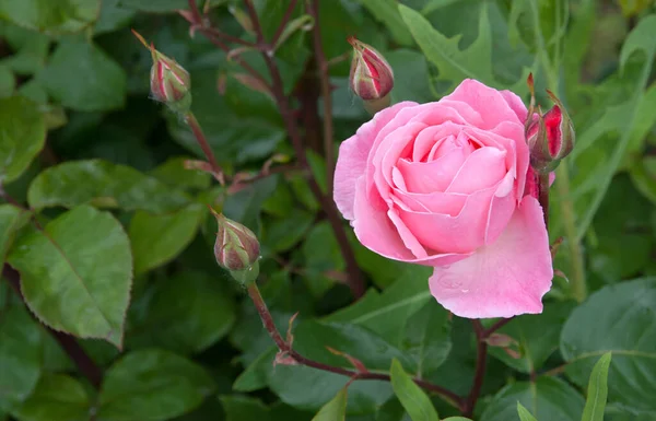 Чудова Рожева Троянда Бутонами Цвітуть Квітковому Саду — стокове фото