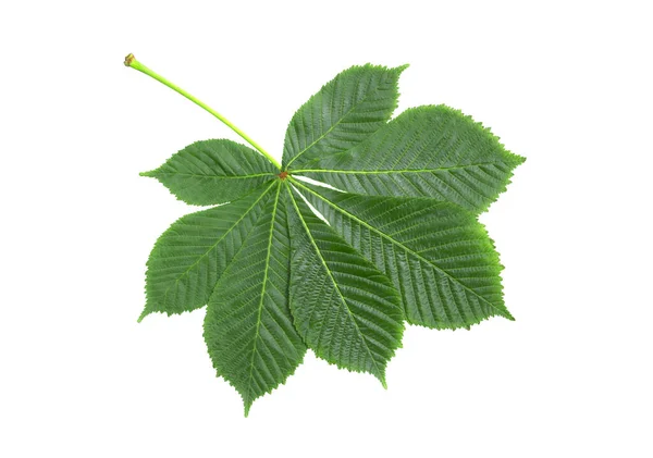 Hoja Castaño Verde Aislada Sobre Fondo Blanco —  Fotos de Stock