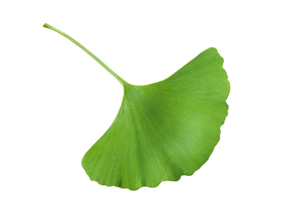 Ginkgo Biloba Hoja Verde Aislada Sobre Fondo Blanco —  Fotos de Stock