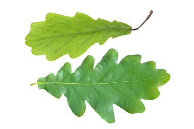 Beyaz arka planda izole edilmiş iki meşe yaprağı