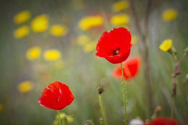 Poppy flowers on the spring field clipart