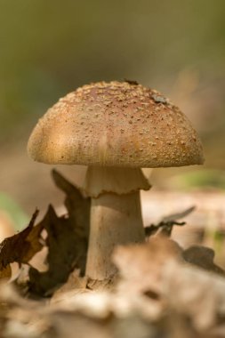 Bir sonbahar ormandaki güzel allık mantar