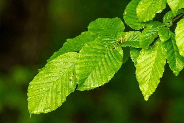 Nahaufnahme Von Hainbuchenblättern Frühling — Stockfoto