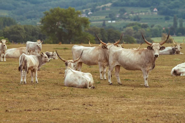 Стадо Венгерской Большой Серой Коровы Пастбище — стоковое фото