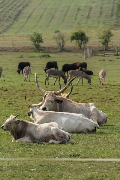 Herd Hungarian Big Gray Cow Pasture — Stock Photo, Image