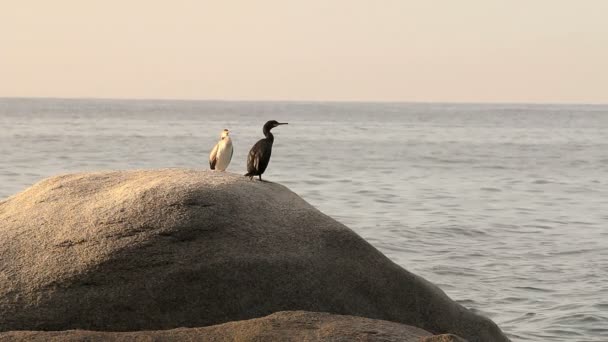 Costa Brava Scen Med Skarvar Spanien Costa Brava — Stockvideo