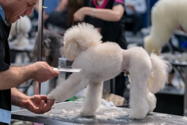 Uluslararası köpek kozmetik rekabet Sant Antoni de Calonge İspanya, 19. 05. 2018, İspanya