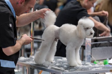 Uluslararası köpek kozmetik rekabet Sant Antoni de Calonge İspanya, 19. 05. 2018, İspanya