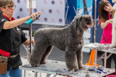 Uluslararası köpek kozmetik rekabet Sant Antoni de Calonge İspanya, 19. 05. 2018, İspanya