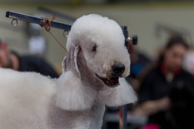 Uluslararası köpek kozmetik rekabet Sant Antoni de Calonge İspanya, 19. 05. 2018, İspanya