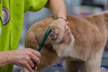 Uluslararası köpek kozmetik rekabet Sant Antoni de Calonge İspanya, 19. 05. 2018, İspanya