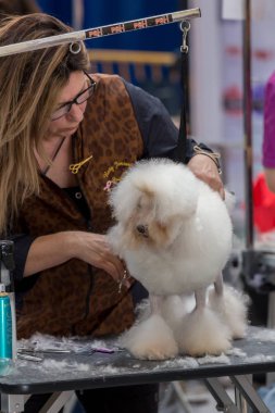 Uluslararası köpek kozmetik rekabet Sant Antoni de Calonge İspanya, 19. 05. 2018, İspanya